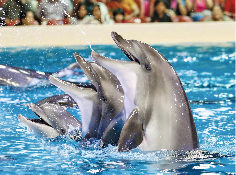 dolphinarium dubai